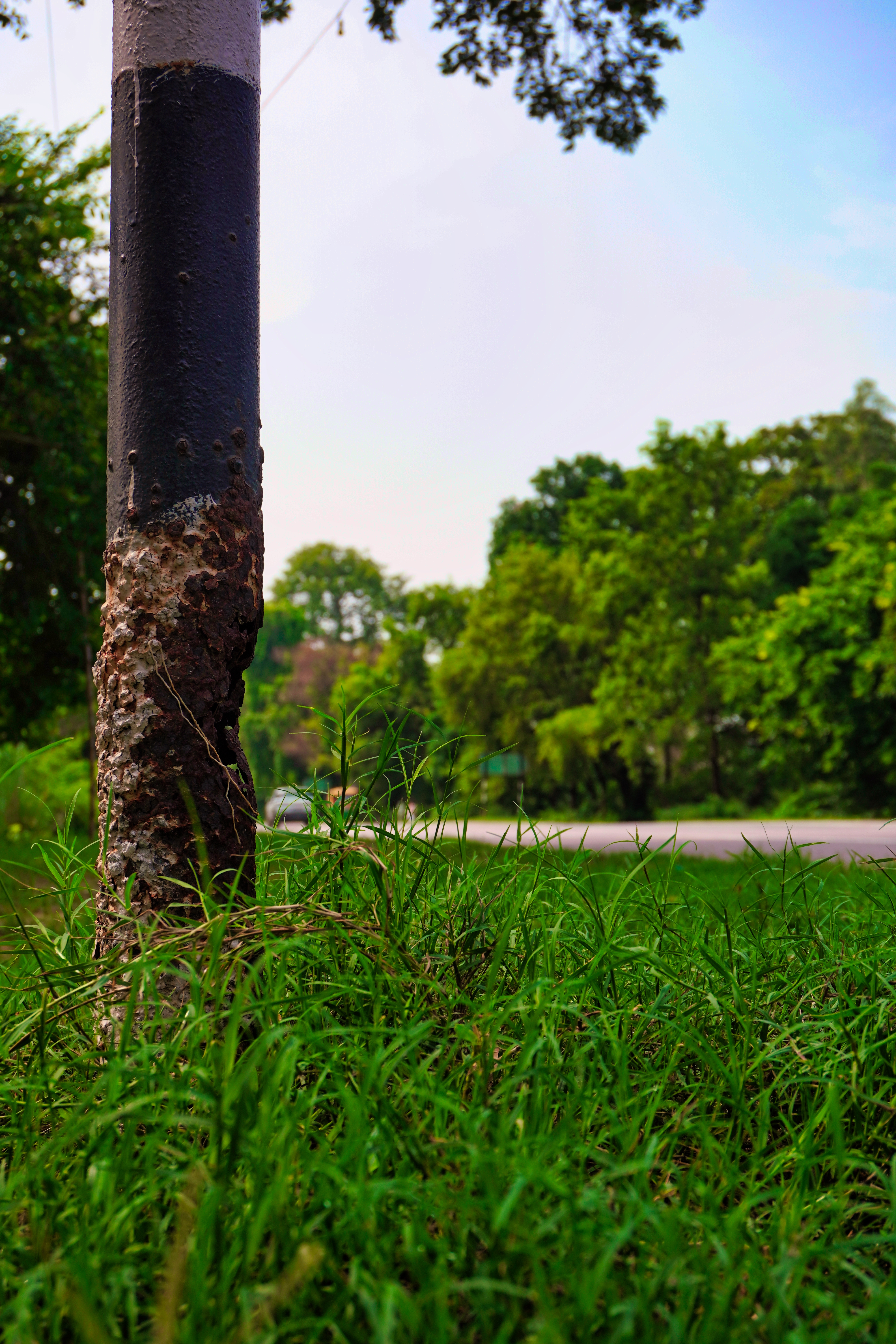 Weathered Steel & Verdant Growth