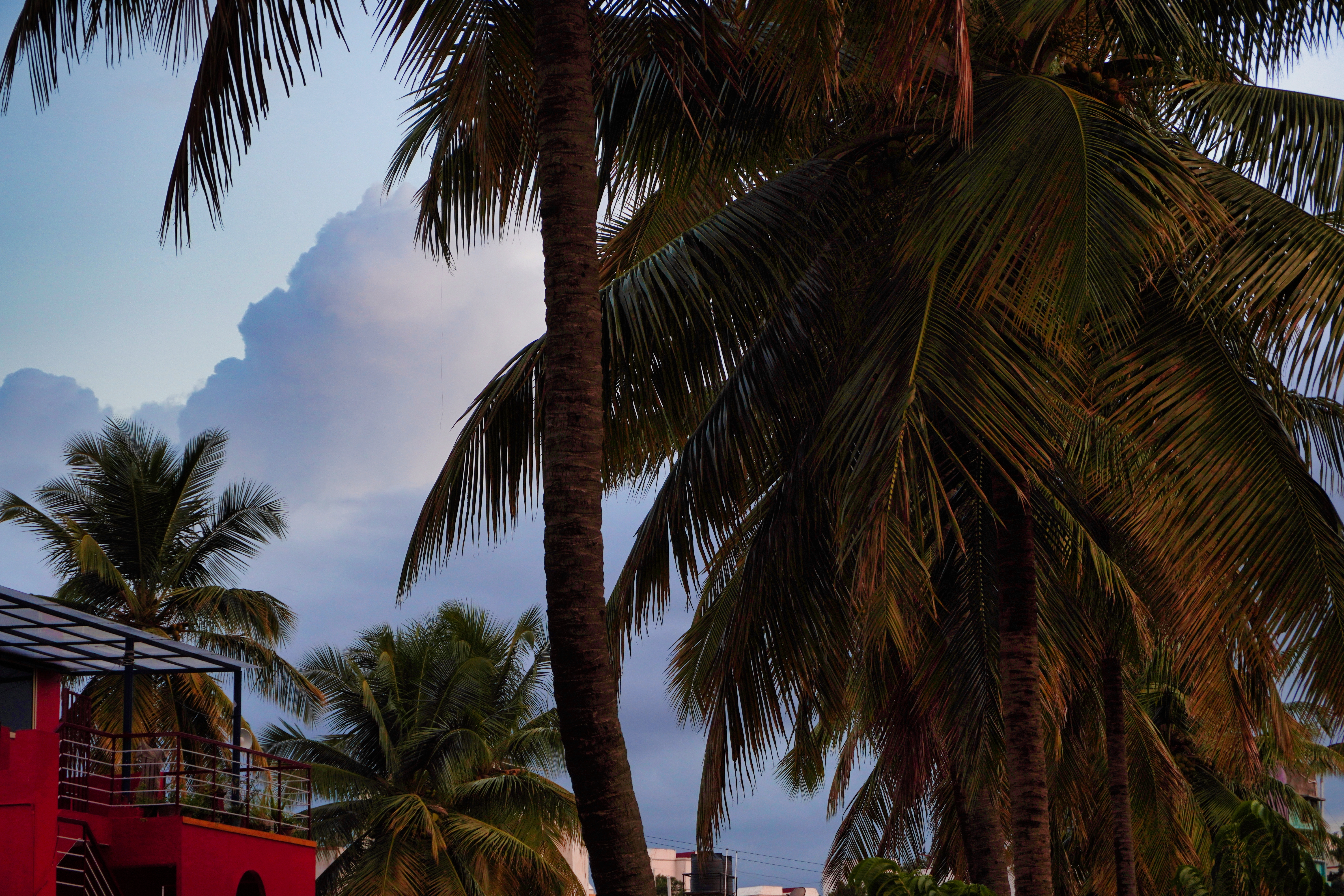 Tropical Canopy & Crimson Terrace