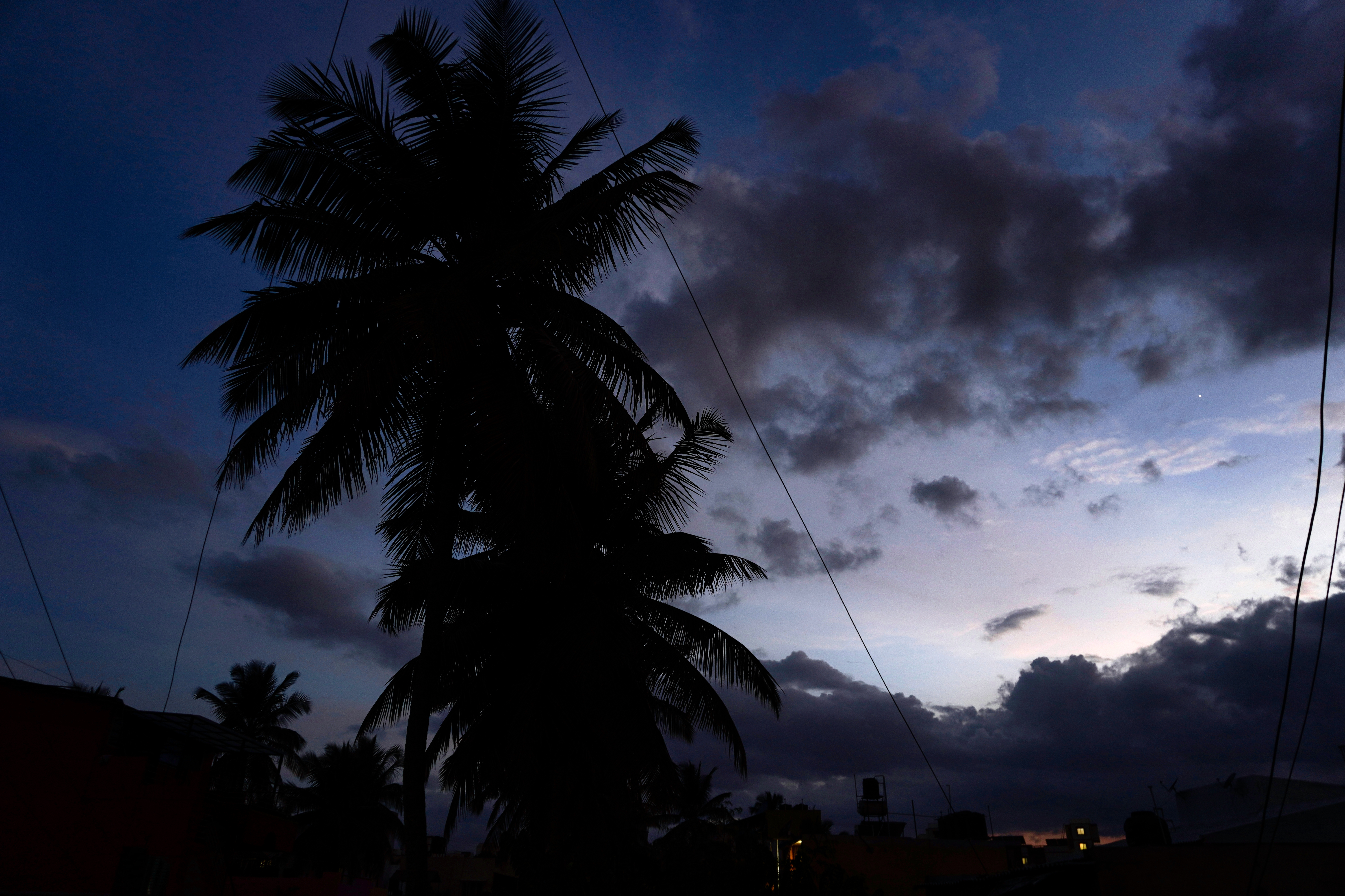 Midnight Blue Hour & Palm Silhouette